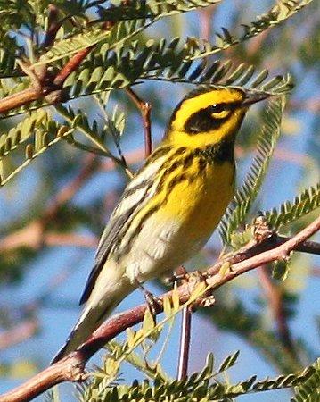 Townsend's Warbler Photo by Andrew Core