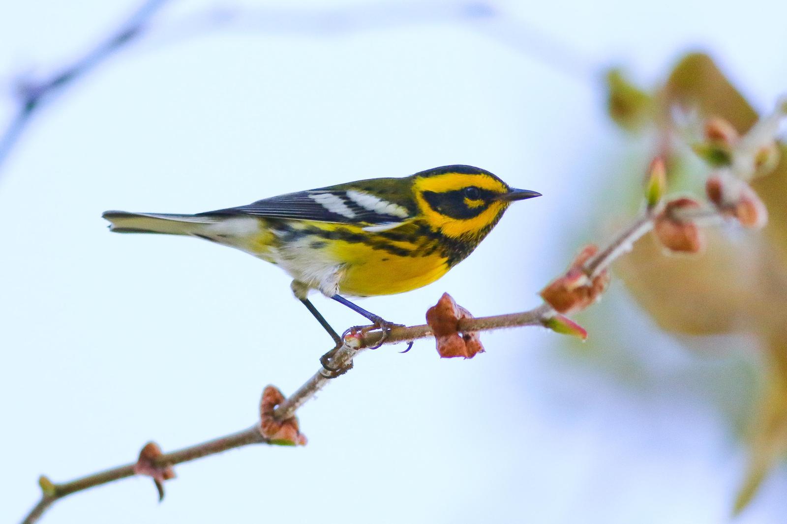 Townsend's Warbler Photo by Tom Ford-Hutchinson