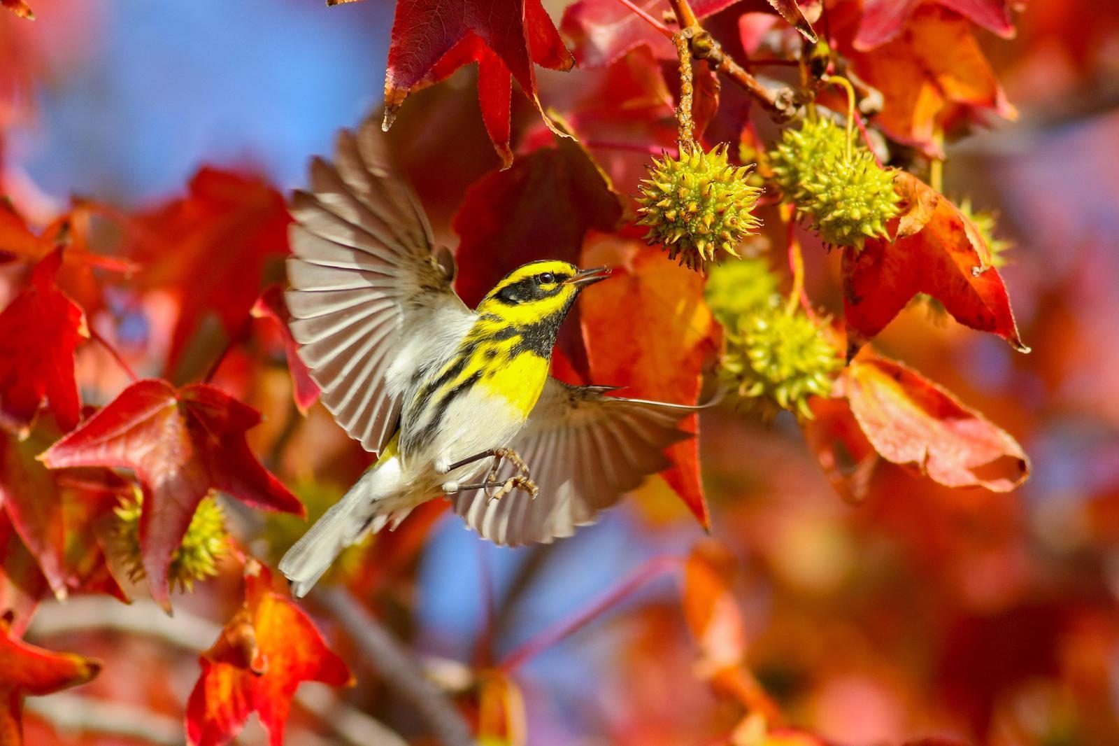 Townsend's Warbler Photo by Tom Ford-Hutchinson
