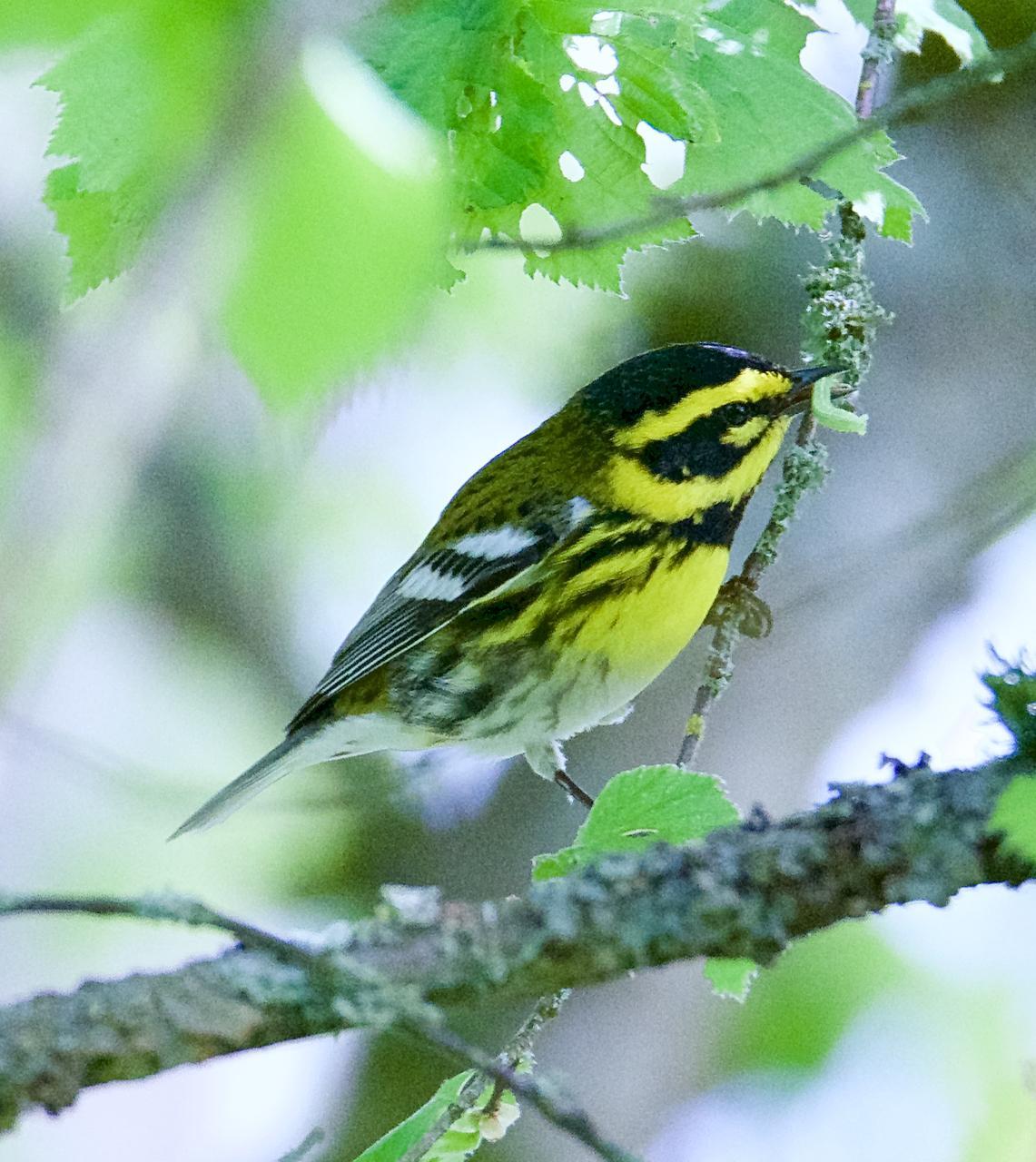 Townsend's Warbler Photo by Brian Avent