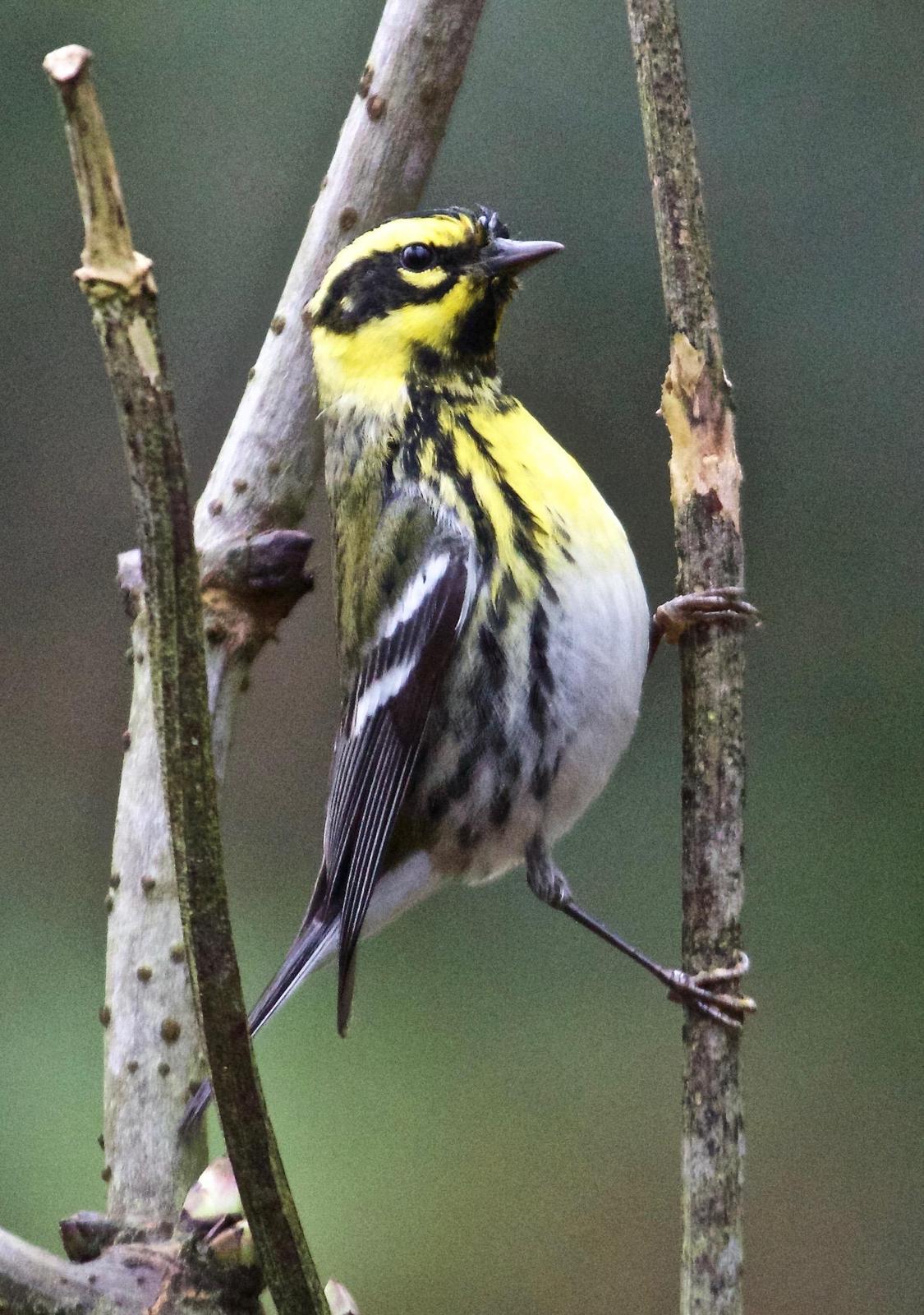Townsend's Warbler Photo by Rob O'Donnell