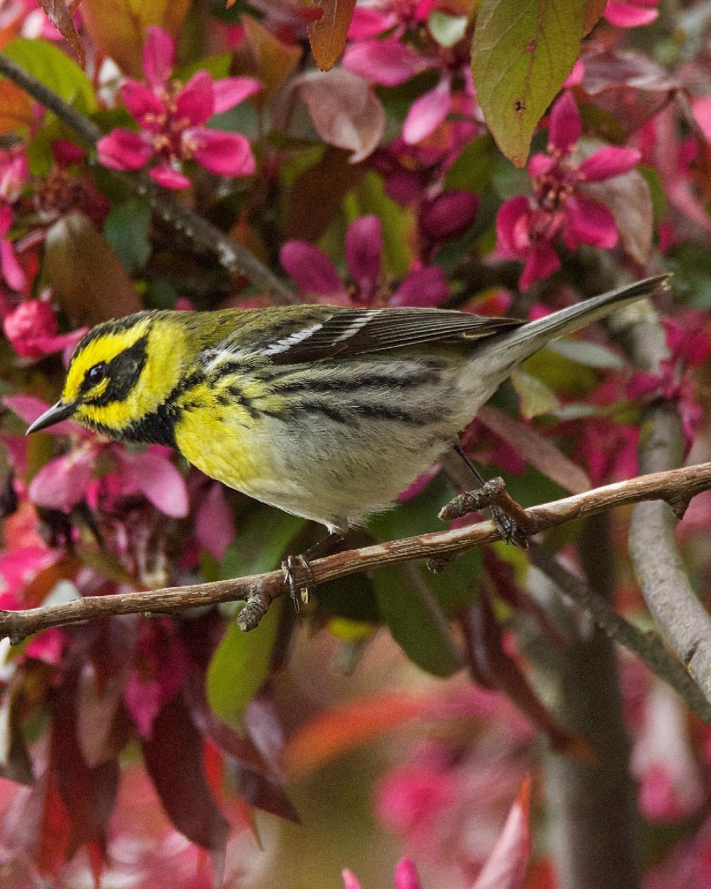 Townsend's Warbler Photo by Brian Avent