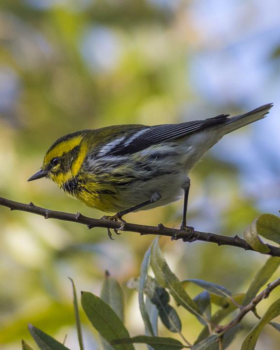 Townsend's Warbler Photo by Anthony Gliozzo