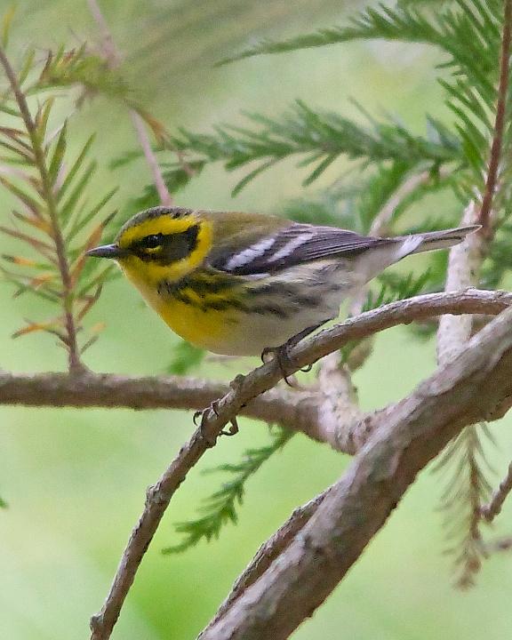 Townsend's Warbler Photo by Denis Rivard