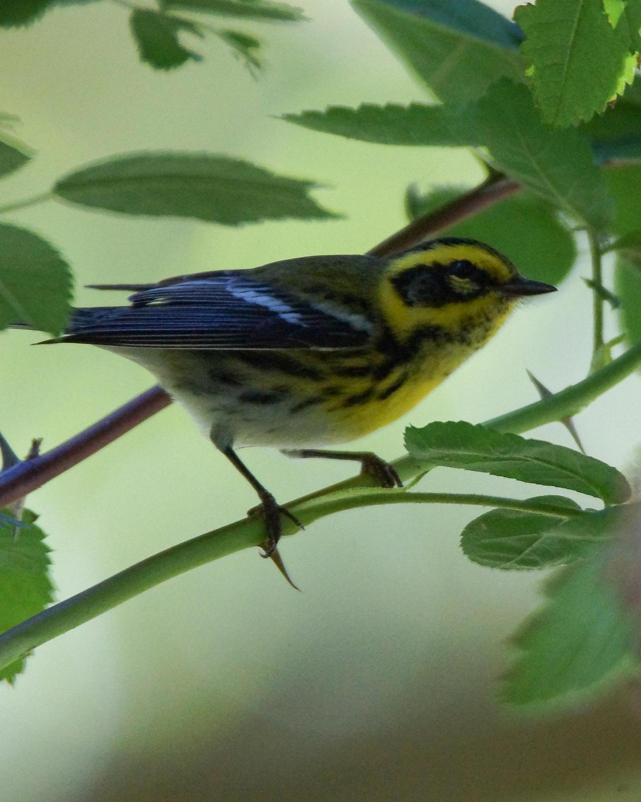 Townsend's Warbler Photo by Steve Percival