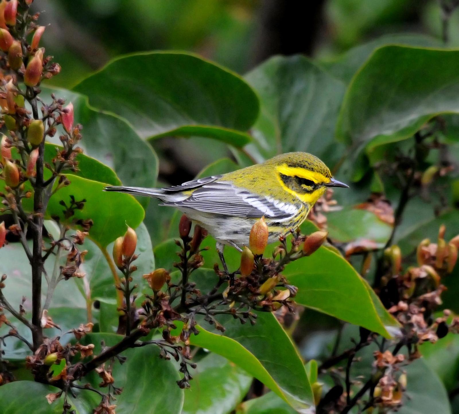 Townsend's Warbler Photo by Steven Mlodinow
