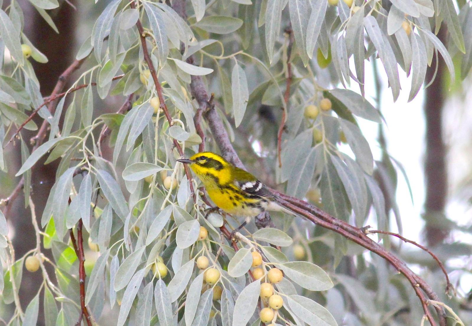 Townsend's Warbler Photo by Kathryn Keith