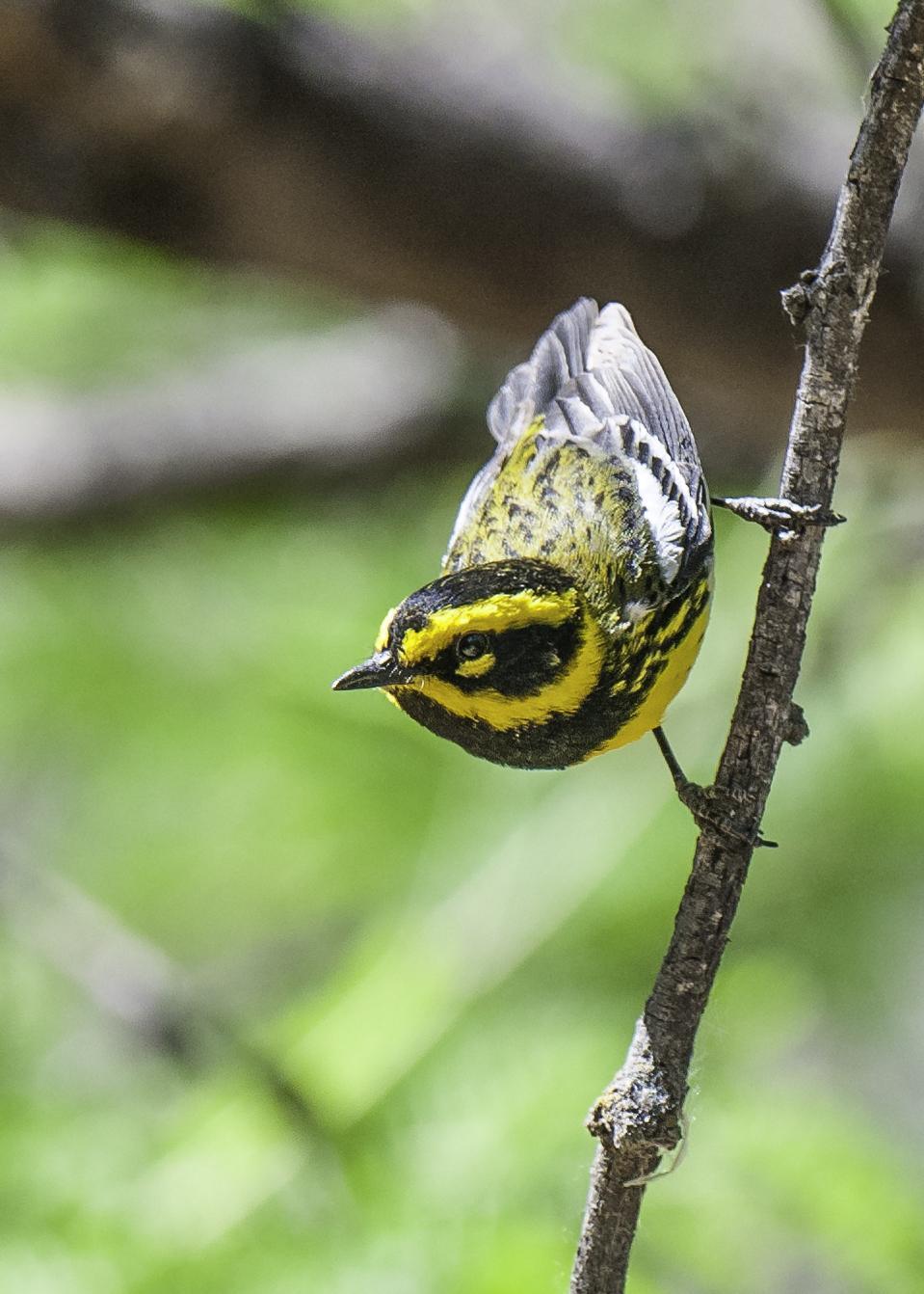 Townsend's Warbler Photo by Mason Rose