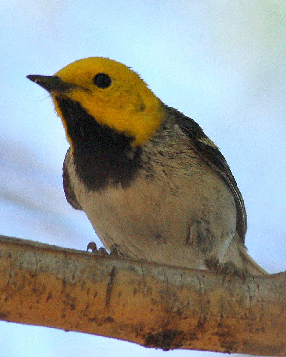 Hermit Warbler Photo by Andrew Core