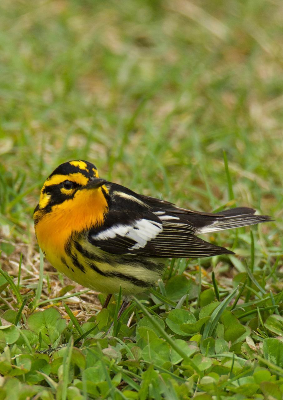 Blackburnian Warbler Photo by Brian Avent