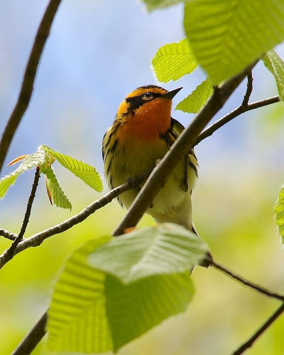 Blackburnian Warbler Photo by Denis Rivard