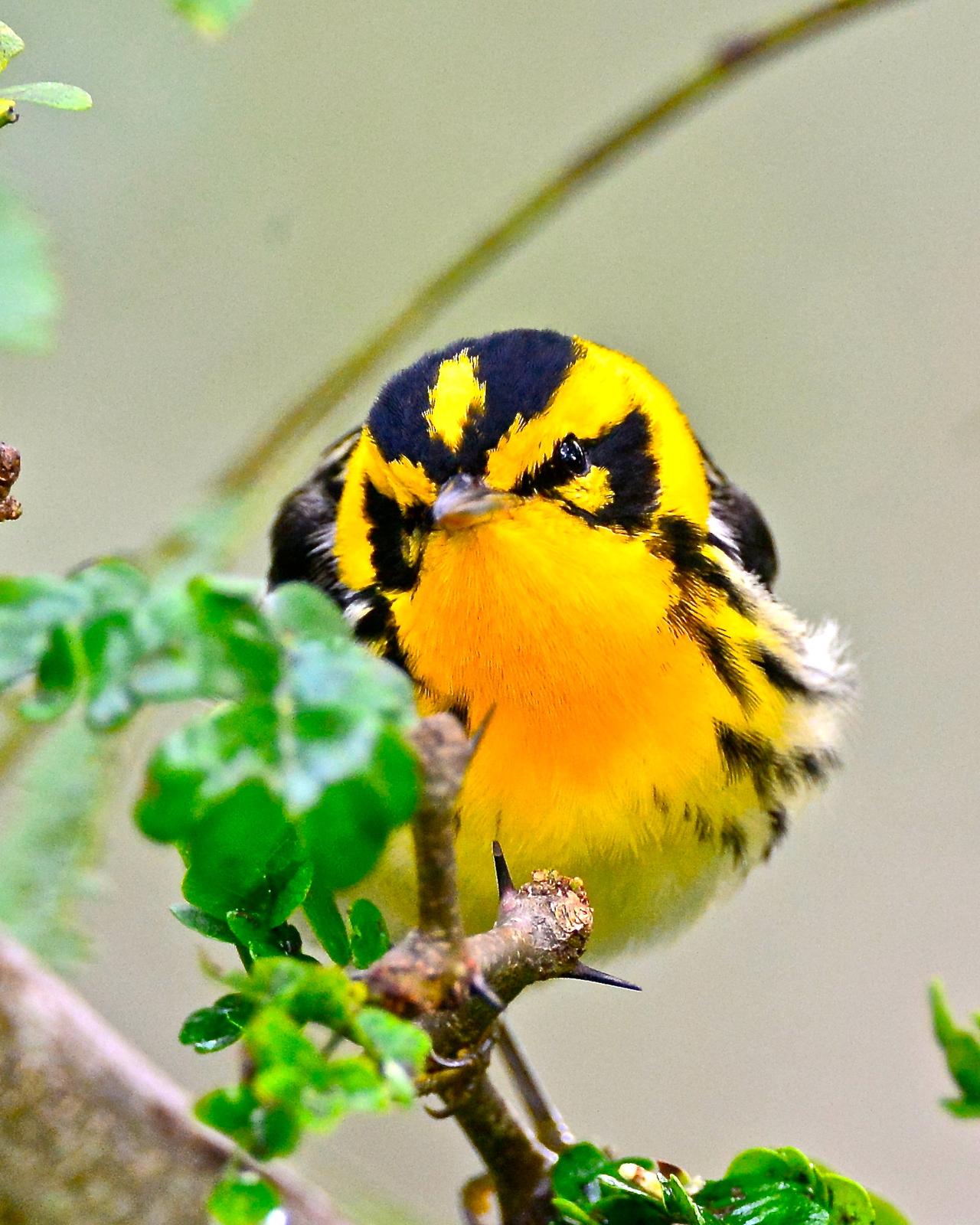 Blackburnian Warbler Photo by Gerald Friesen