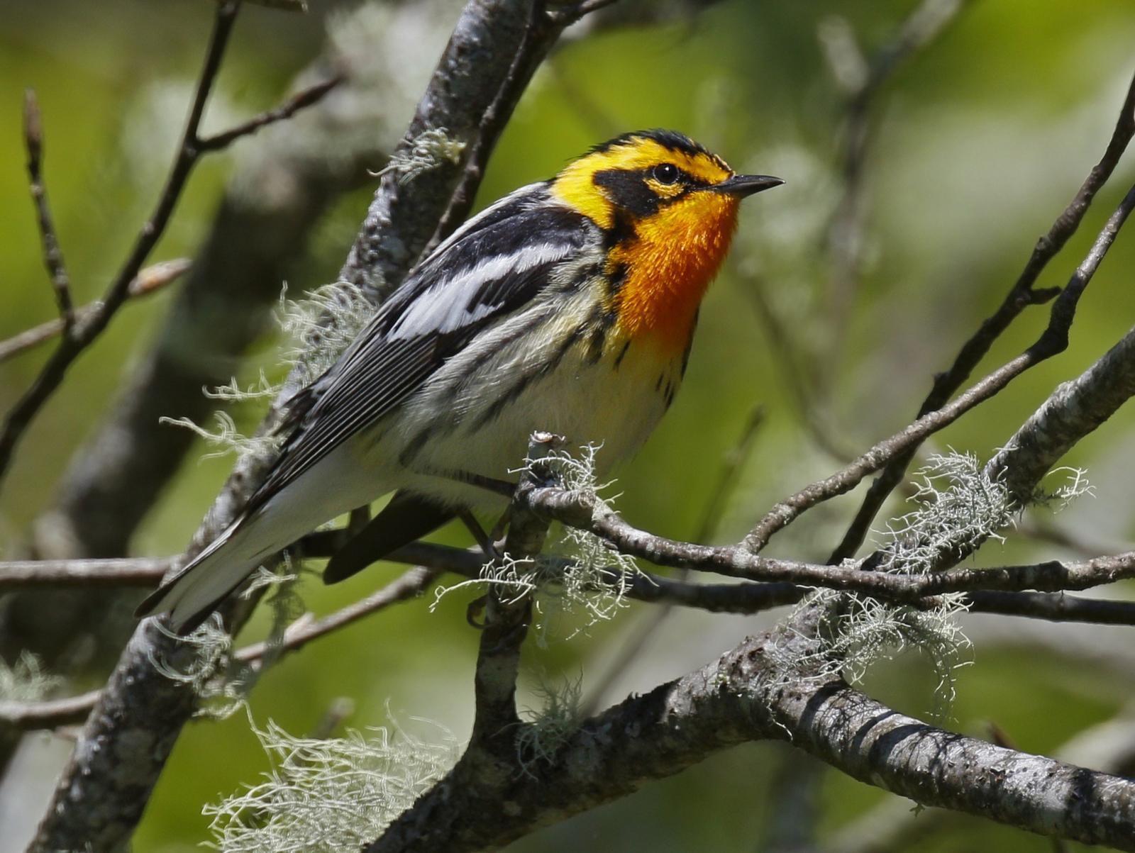 Blackburnian Warbler Photo by Emily Willoughby