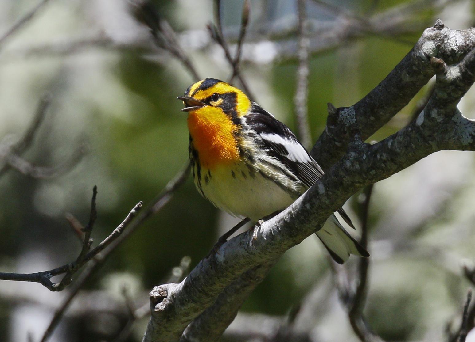 Blackburnian Warbler Photo by Emily Willoughby