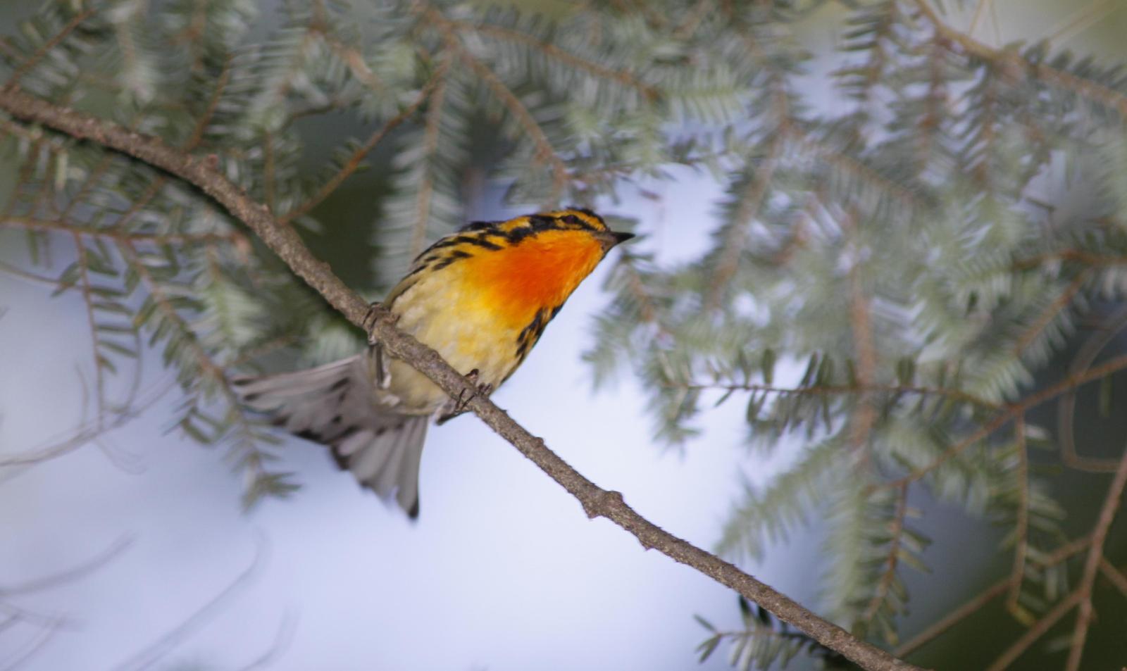 Blackburnian Warbler Photo by Tim Schreckengost