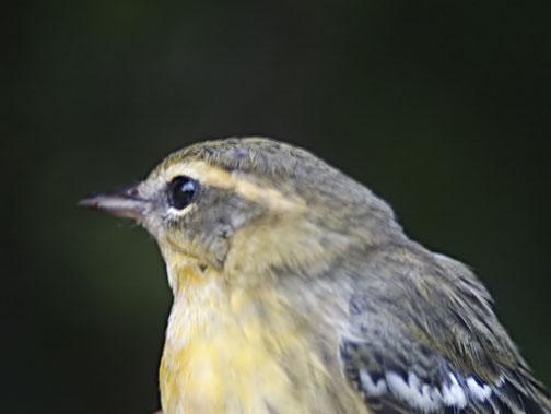 Blackburnian Warbler Photo by Dan Tallman
