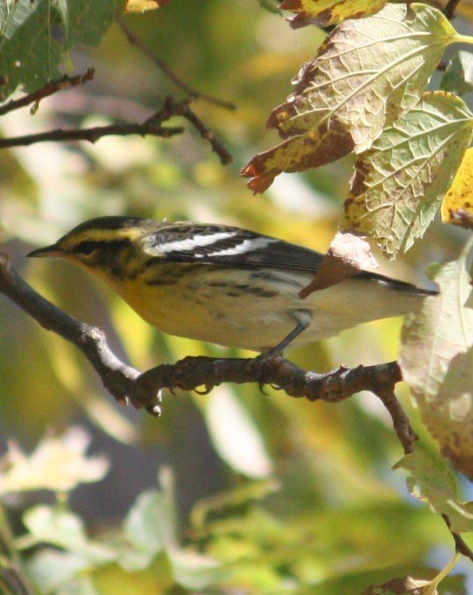 Blackburnian Warbler Photo by Andrew Core