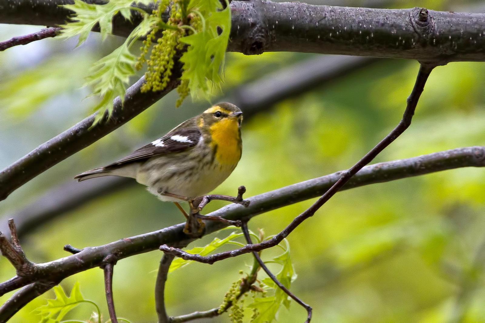 Blackburnian Warbler Photo by Rob Dickerson
