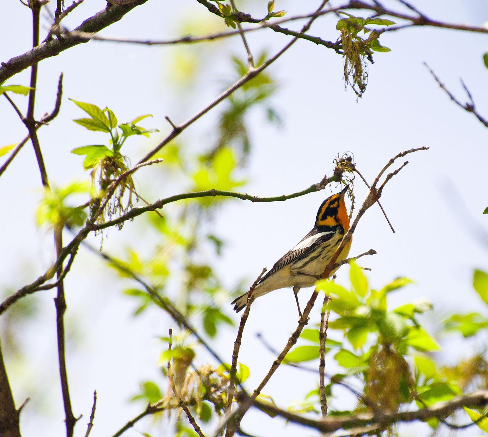 Blackburnian Warbler Photo by Mark Rozmarynowycz