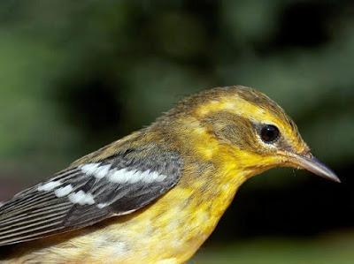 Blackburnian Warbler Photo by Dan Tallman