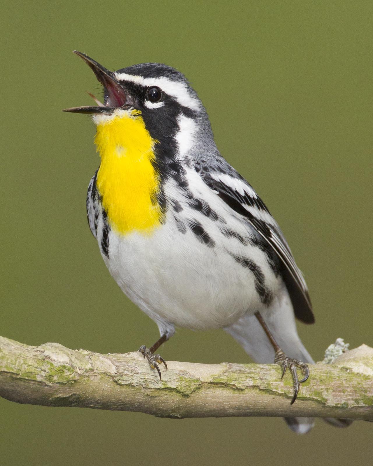 Yellow-throated Warbler Photo by Jeff Moore