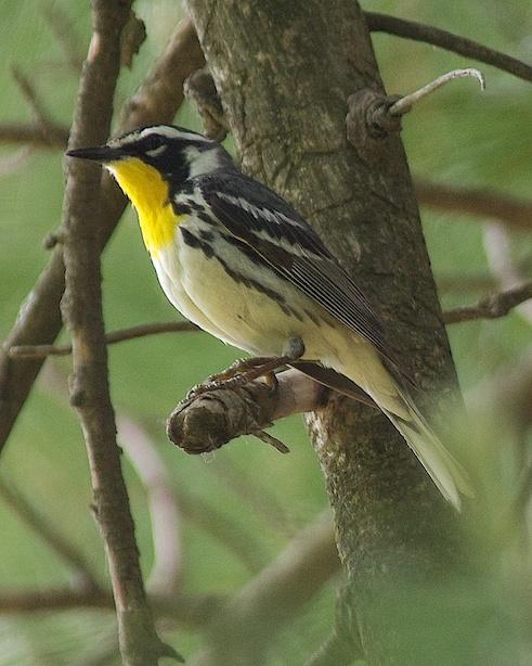 Yellow-throated Warbler Photo by Gerald Hoekstra