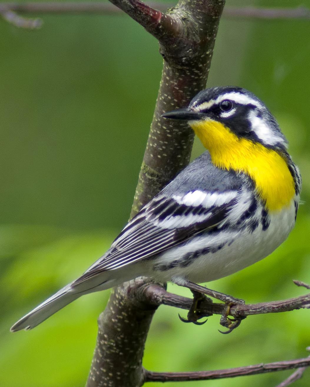 Yellow-throated Warbler Photo by Rob Dickerson