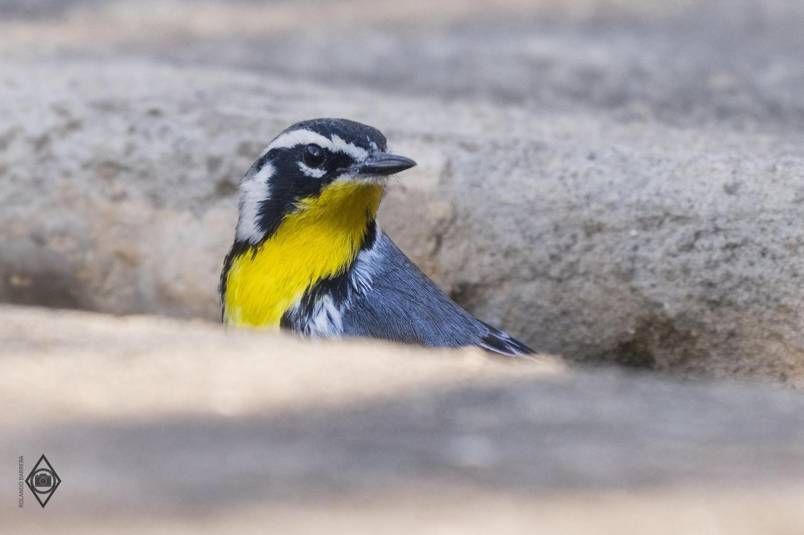 Yellow-throated Warbler Photo by Rolando Barrera