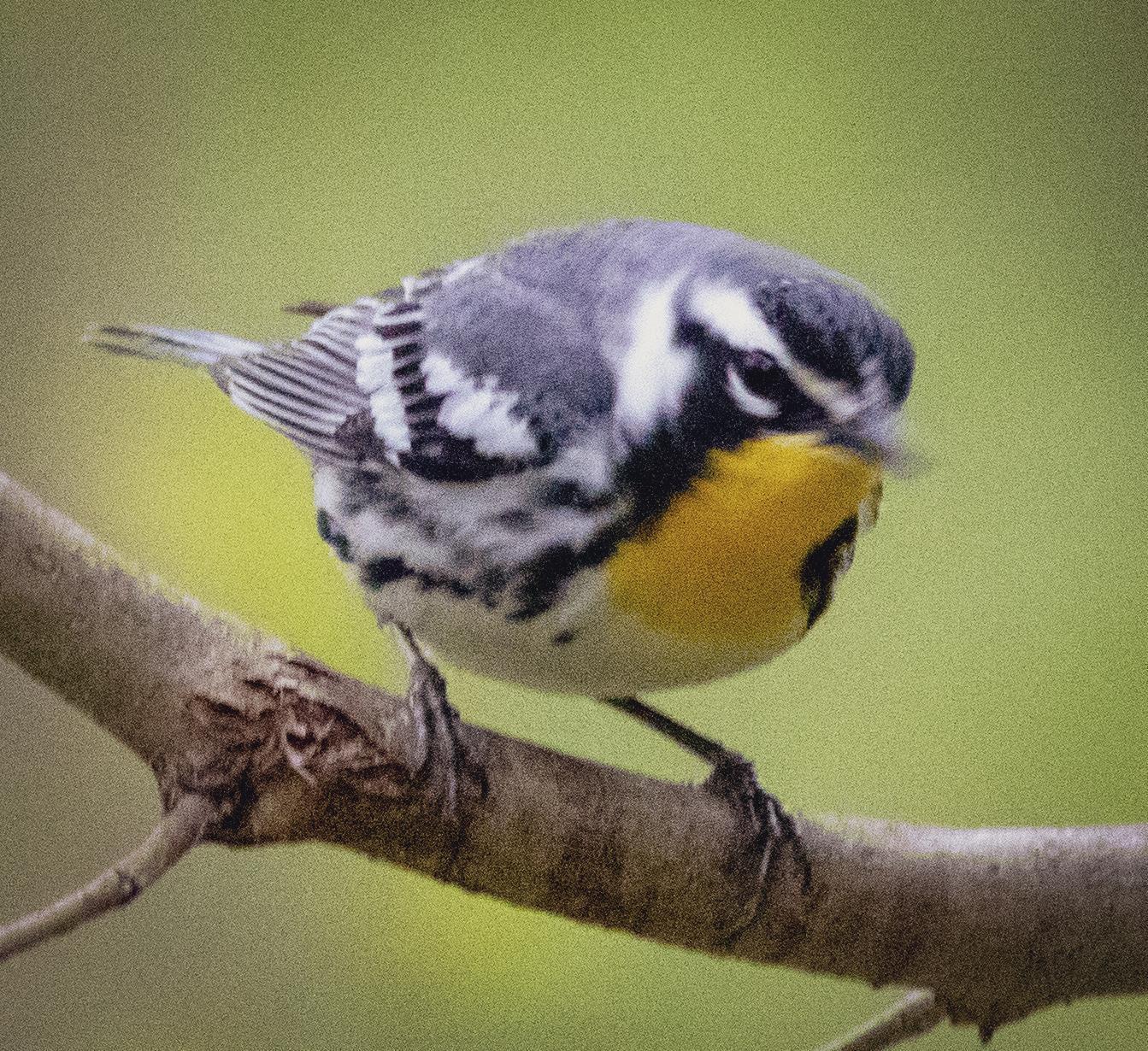 Yellow-throated Warbler Photo by Tom Gannon