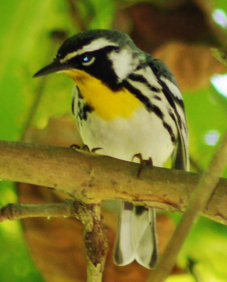 Yellow-throated Warbler Photo by Nathan DeBruine