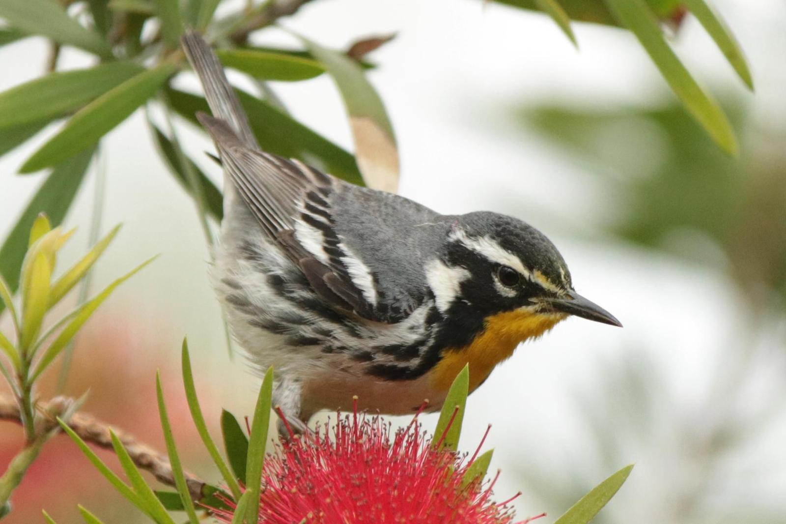 Yellow-throated Warbler Photo by Kristy Baker