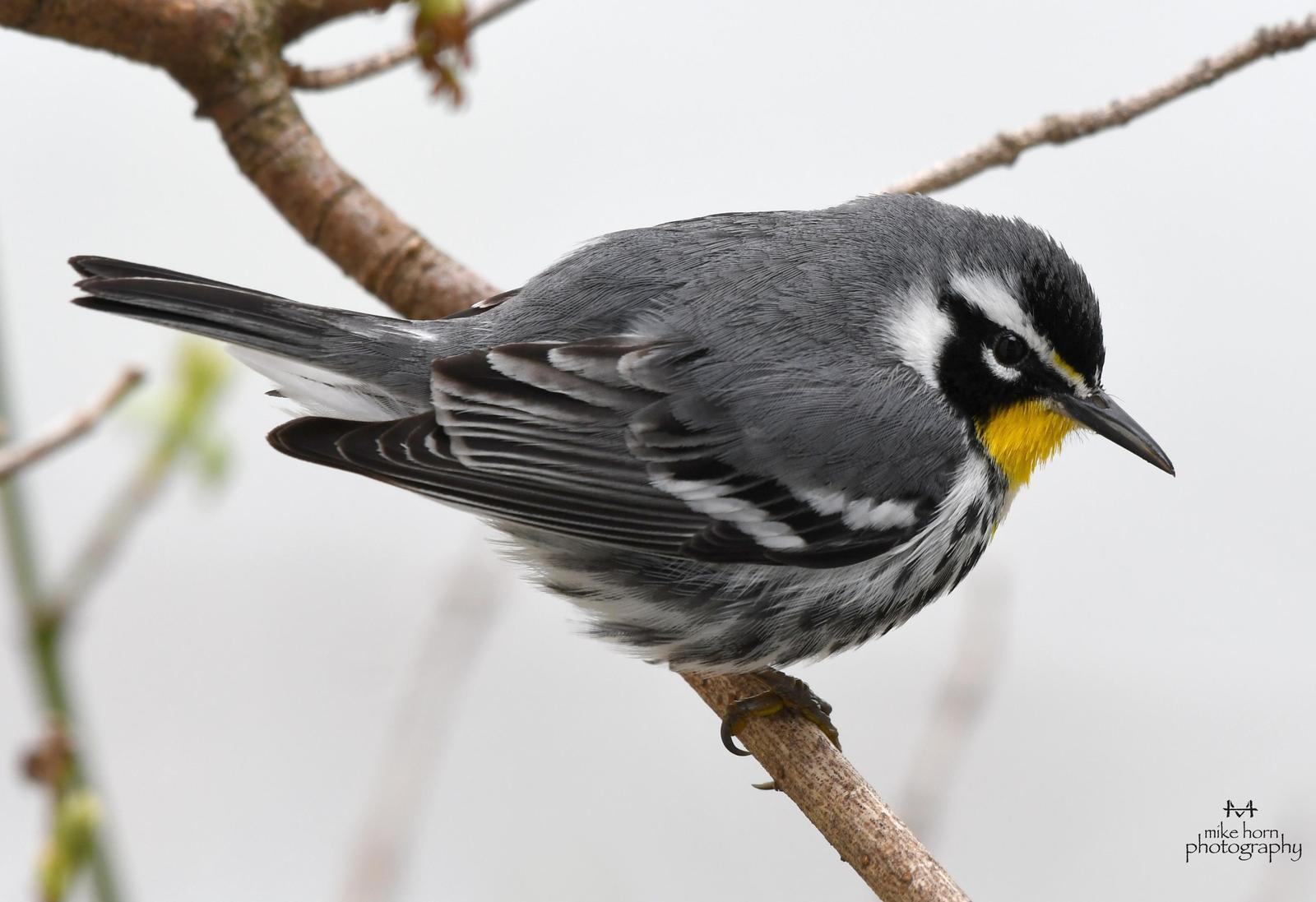 Yellow-throated Warbler Photo by Michael Horn