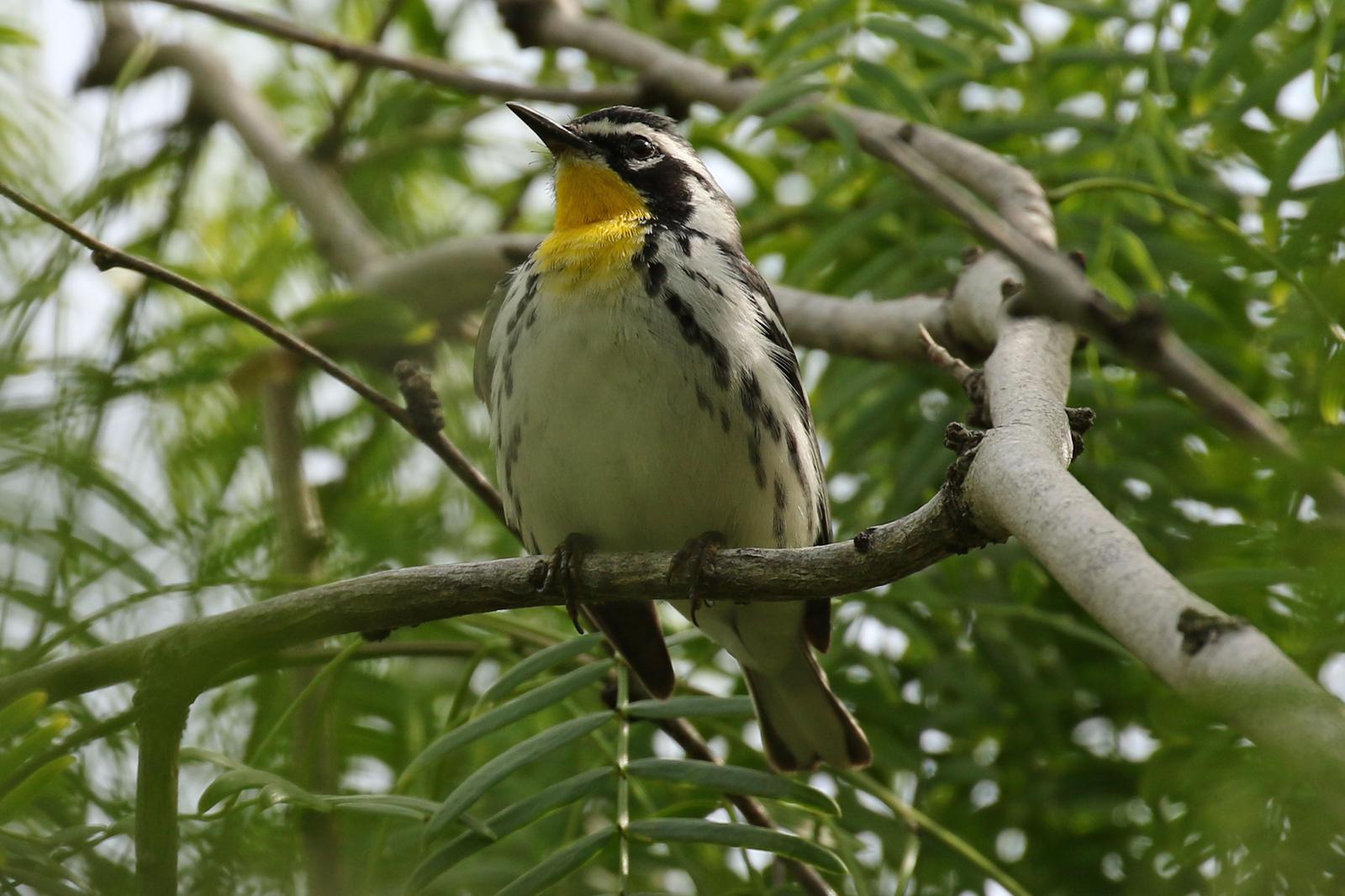 Yellow-throated Warbler Photo by Kristy Baker