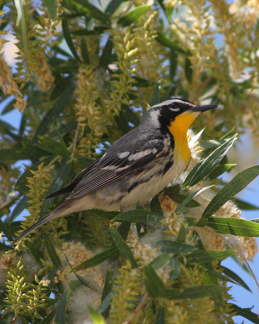 Yellow-throated Warbler Photo by Andrew Core