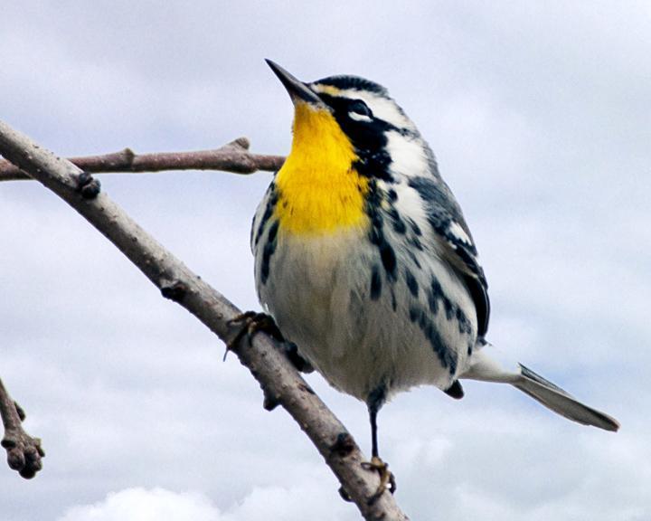 Yellow-throated Warbler Photo by Jean-Pierre LaBrèche