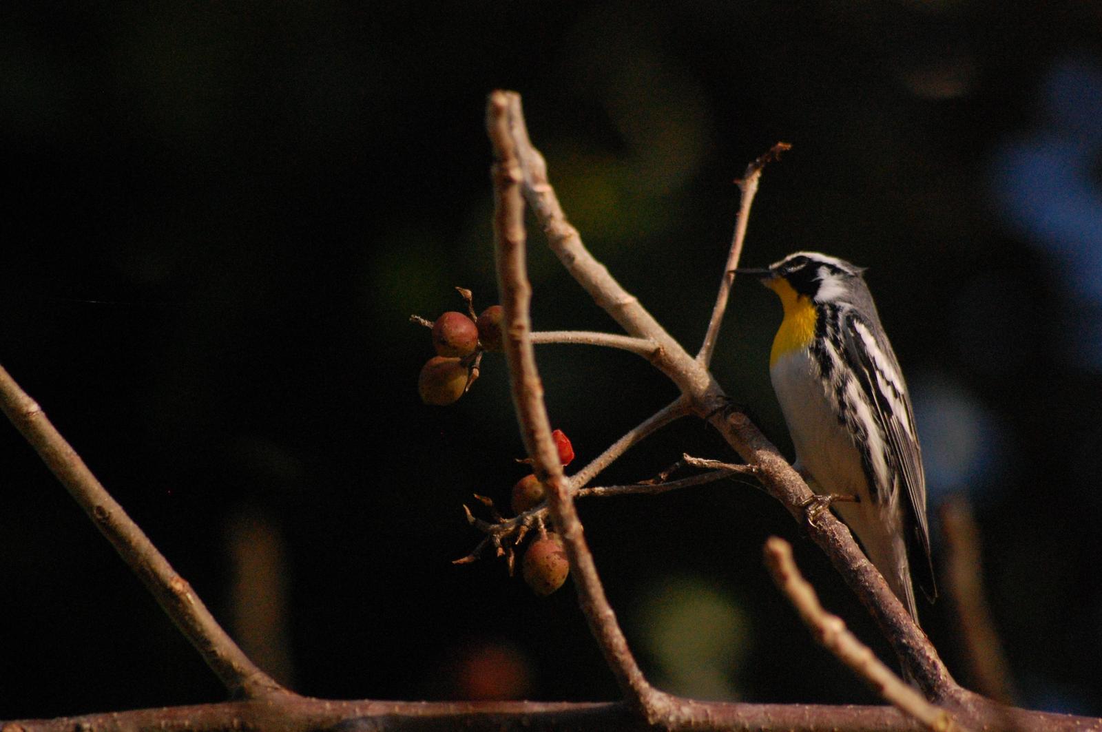 Yellow-throated Warbler Photo by Ted Goshulak