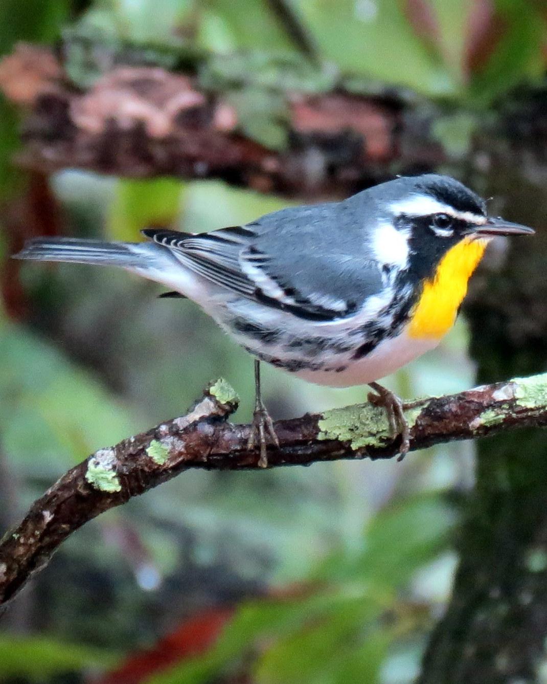 Yellow-throated Warbler (albilora) Photo by Oliver Komar