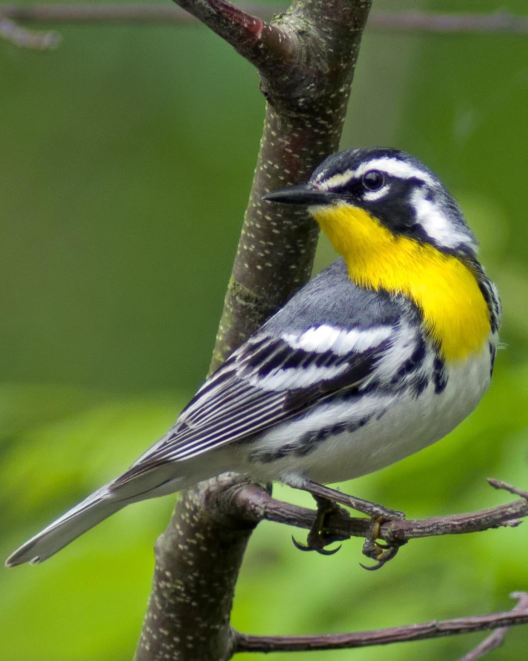 Yellow-throated Warbler (dominica/stoddardi) Photo by Rob Dickerson