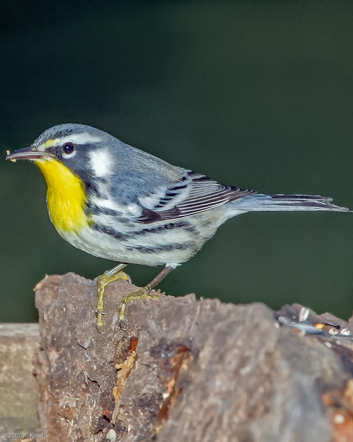 Yellow-throated Warbler (dominica/stoddardi) Photo by JC Knoll