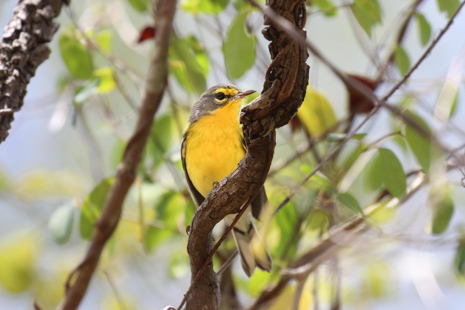 Adelaide's Warbler Photo by Tom Ford-Hutchinson
