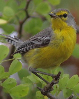 Barbuda Warbler Photo by Stephen Daly