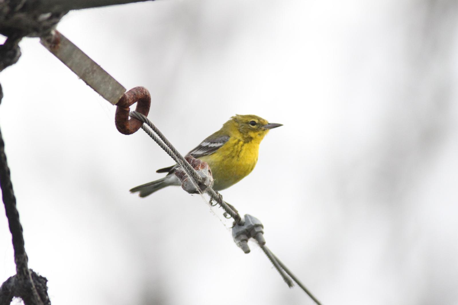 Pine Warbler Photo by Tom Ford-Hutchinson