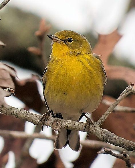 Pine Warbler Photo by Kevin Brabble