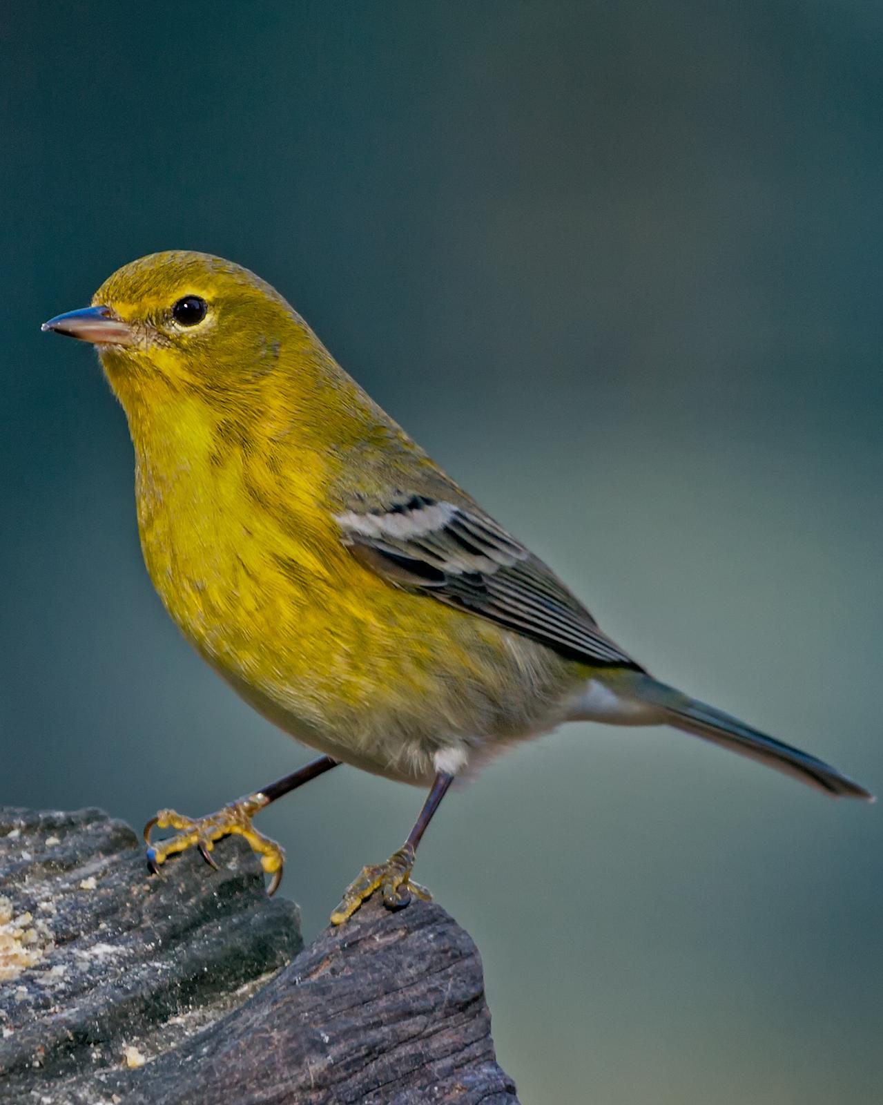 Pine Warbler Photo by JC Knoll