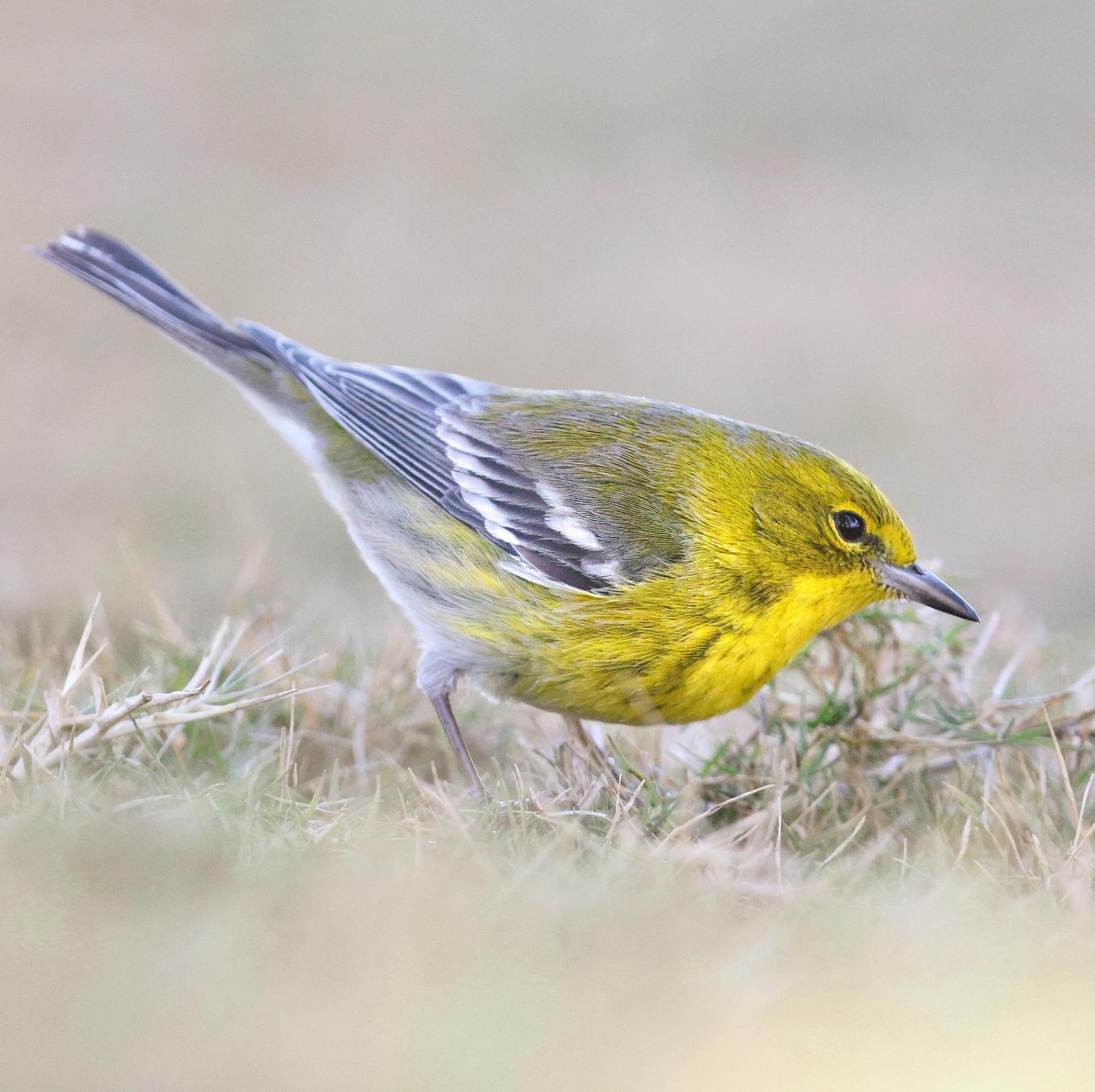 Pine Warbler Photo by Tom Ford-Hutchinson