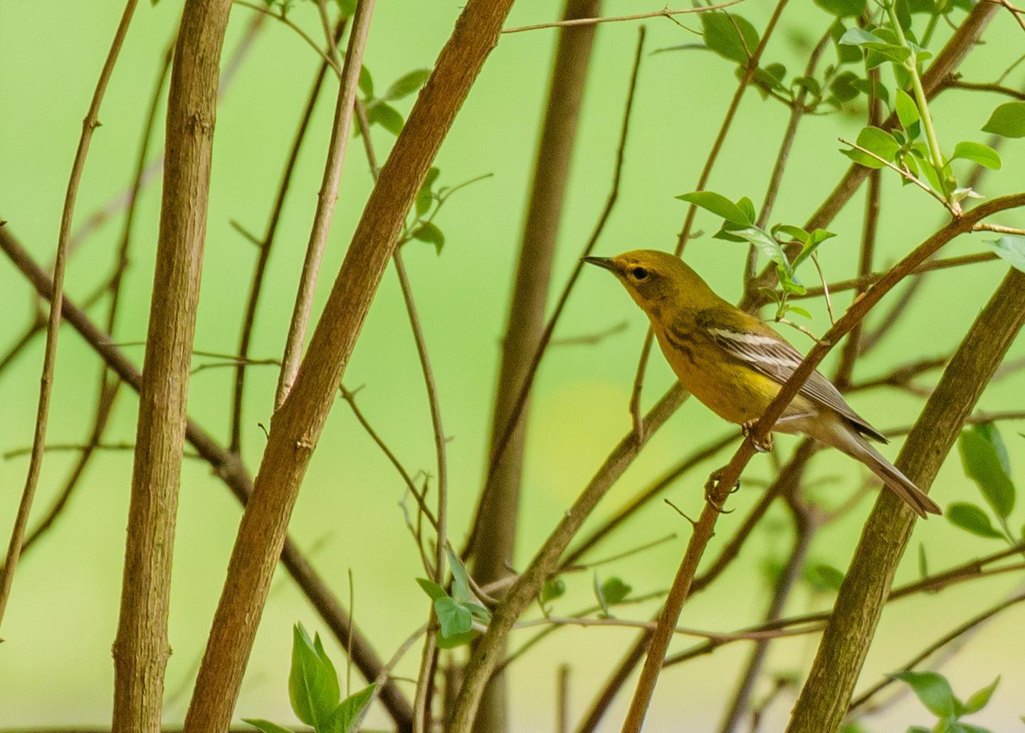 Pine Warbler Photo by Keshava Mysore