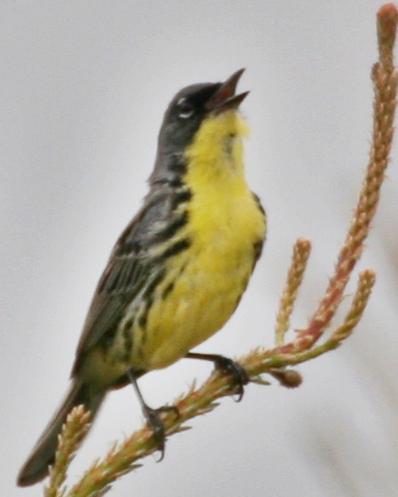 Kirtland's Warbler Photo by Andrew Theus