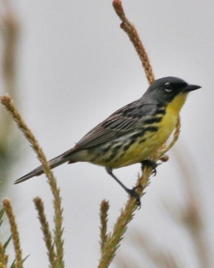 Kirtland's Warbler Photo by Andrew Theus
