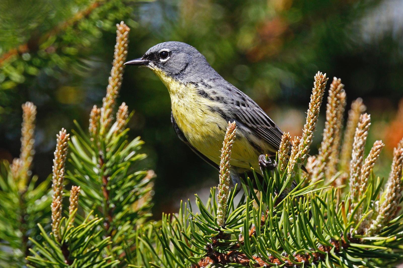 Kirtland's Warbler Photo by Emily Willoughby