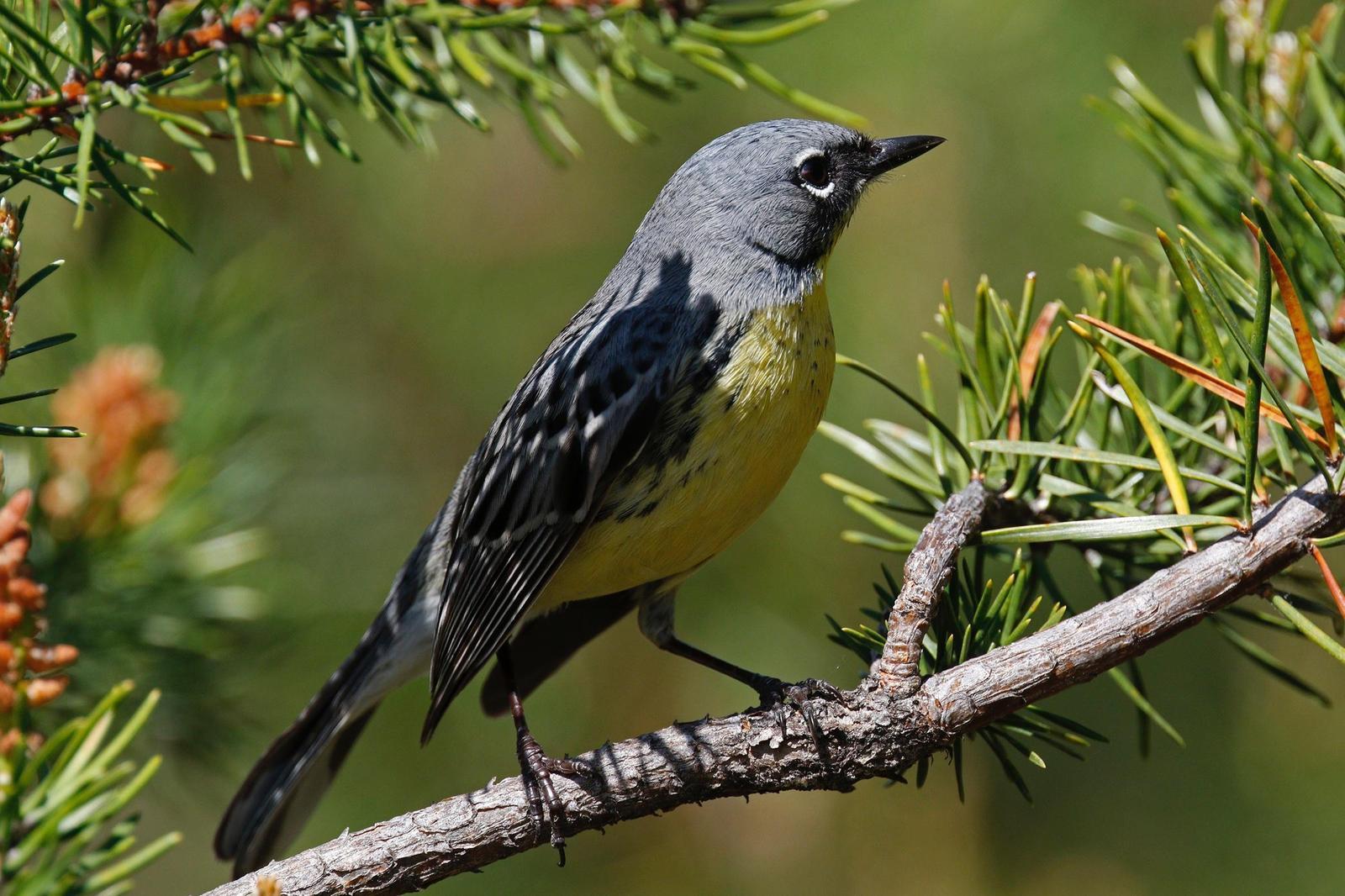 Kirtland's Warbler Photo by Emily Willoughby